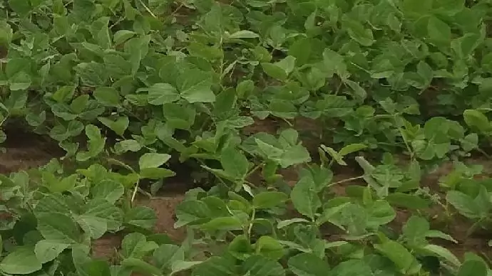 Az EU felvázolta, hogyan növelné a fehérjenövények termőterületét