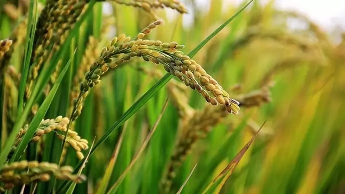 Rizsimport – Nigéria előre lép