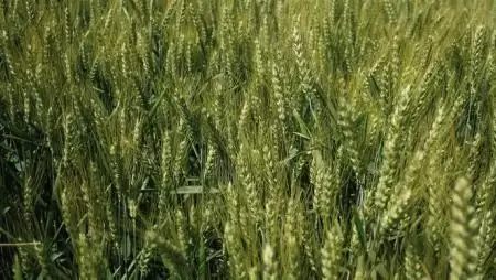 A Flavo Plant-használat tapasztalatai őszi búzában 2018-ban