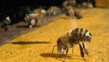 A Nébih visszahívta a mézelő méhek kezelésére szolgáló Oxxovar 5% oldat gyógyhatású készítményt a hazai piacról