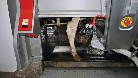 Több ezer tehén és három tucat robot