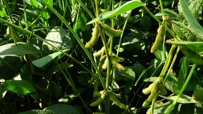 A GMO-mentes fehérjenövény termesztés ösztönzésével kell csökkenteni az Európai Unió szójaimport-függőségét