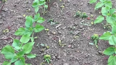 Egy újabb é(r)v az Express® mellett a napraforgó gyomirtásban