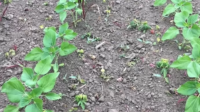 Egy újabb é(r)v az Express® mellett a napraforgó gyomirtásban