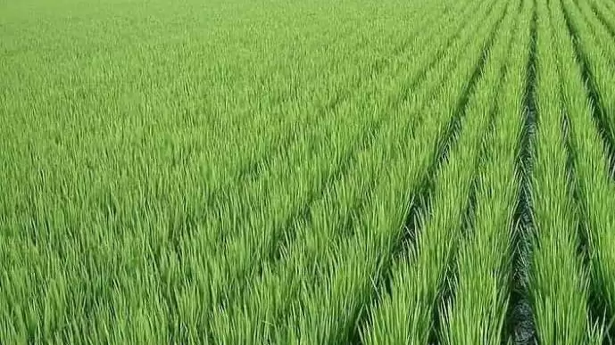 14 hatóanyag engedélyét hosszabbították meg