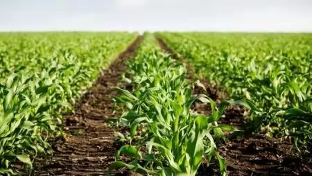 Kipróbált megoldások a kukorica gyomirtására