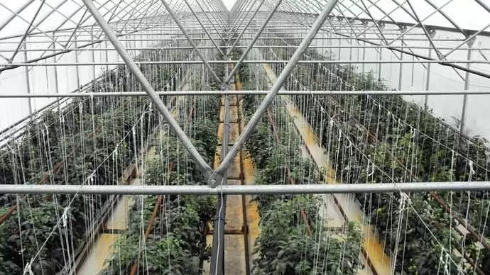 Fóliaházak, fóliasátrak,  üvegházak létesítése