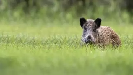 Vadkár? Üsse fel az útmutatót!