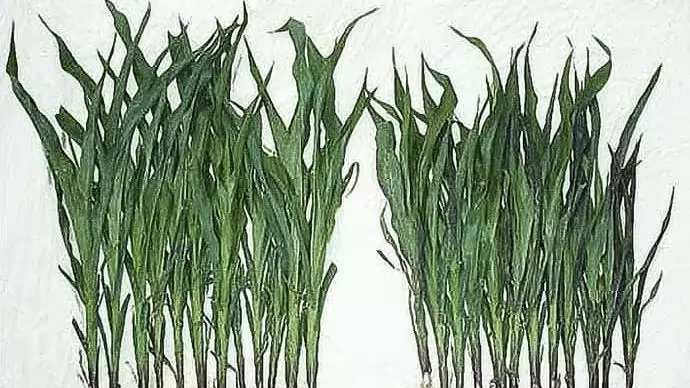 Zeal, a kukorica élettani aktivátora