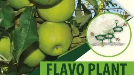 Flavo Plant, a biztos  terméskötődés záloga!