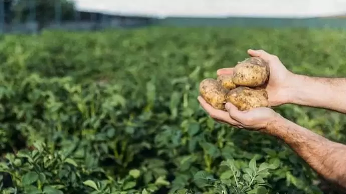 Drága és kevés a magyar burgonya