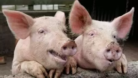 Sertéstartás GMO nélkül