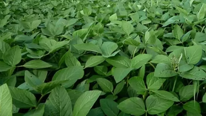 Biztos piaca van a szójának