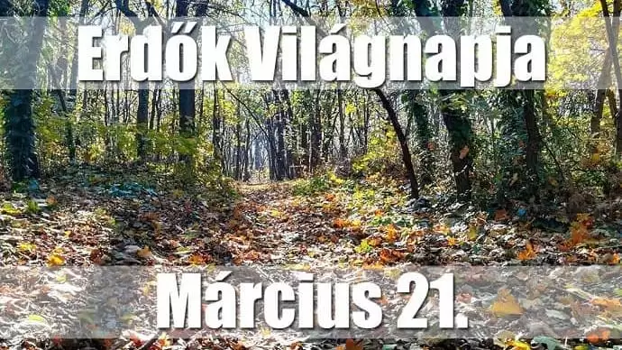 Ne a fát döntsd, a rekordot! – A Nagy faölelési akció!