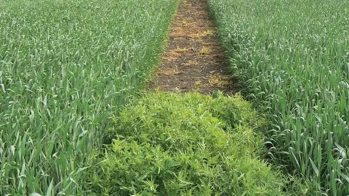 Komplex kalászos állományvédelem az FMC-től