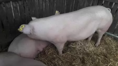 Több állatjóléti támogatást kapnak a baromfi-és sertéstartók a 2018. évi jogosultságok után