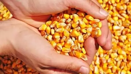 Kereshetünk új helyet a világ vetőmag trezorjának?