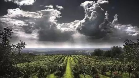 Képeken a kártevők legszebb arca 