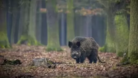 Az afrikai sertéspestis hatása