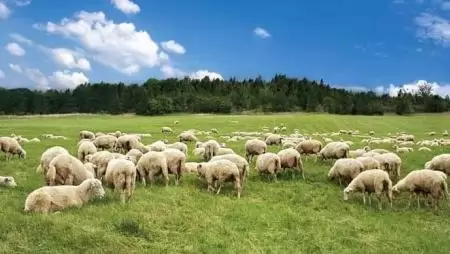 Új állattenyésztési törvény