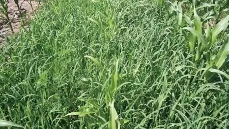 Ne adjunk esélyt a gyomoknak!