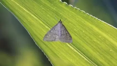 A kukoricamoly jelentősége