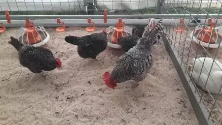 Tizenhárommilliárd forint forrásból kapnak támogatást a baromfitartók