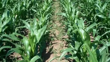 Gyomszabályozás kukoricában