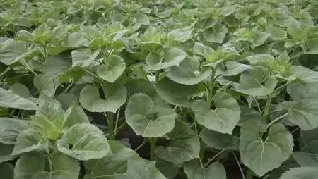 Az EU igent mondott az izoxaflutol és a karvon engedélyének meghosszabbítására