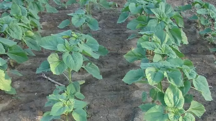 Napraforgó herbicides gyomirtása