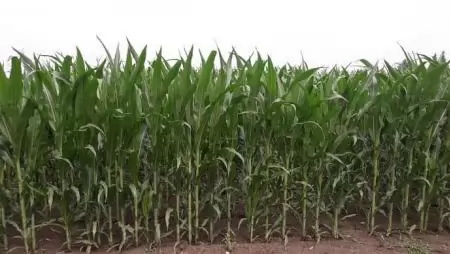 Tíz helyszínen tesztelik a kukoricát