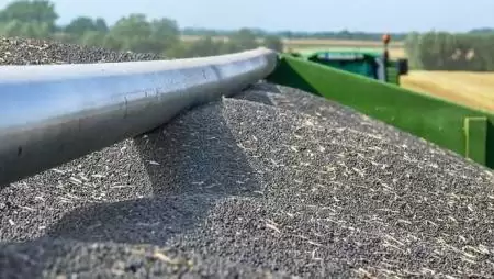 Kipergés-ellenálló hibridek a változó igényekhez