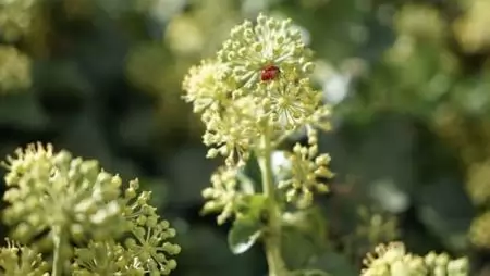 Angyalgyökér: áldás – és átok