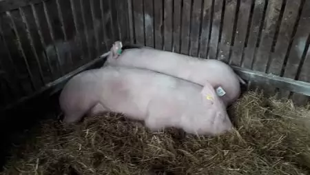 Mit ér a sertésjóléti támogatás?