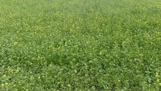 Miért vessünk zöldtrágyanövényeket?