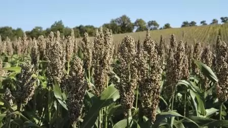 Miért etessünk cirkot? 