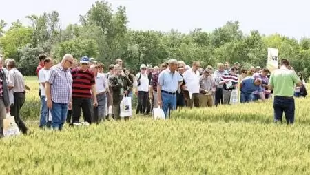 Új szegedi fajták a láthatáron