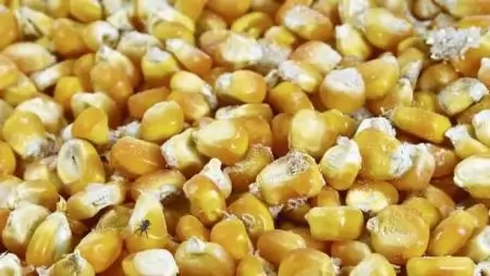 Preventív terményvédelem