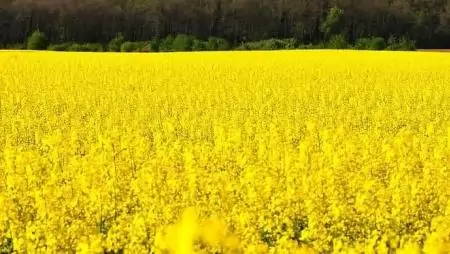 Repcében is: Lajtamag