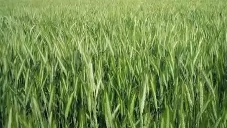 Egyre nő a tritikálé szerepe