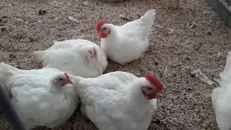 Új támogatás érhető el a baromfi- és sertéságazatban 