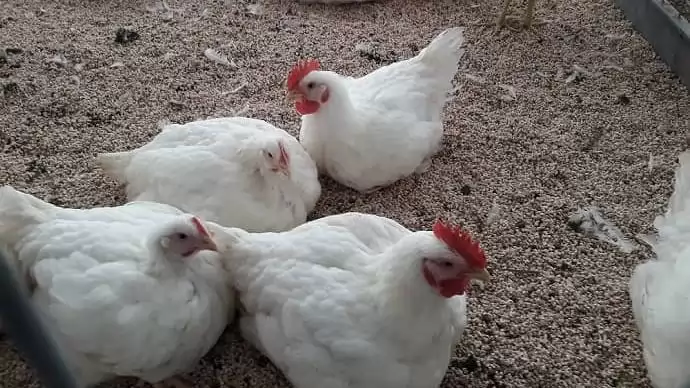 Új támogatás érhető el a baromfi- és sertéságazatban 