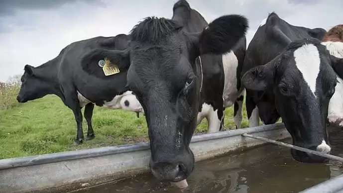 Itt a kánikula – mi baja a tehenemnek?