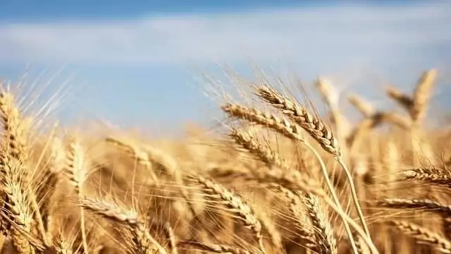 Tápanyag-ellátási sajátosságok őszi búzában