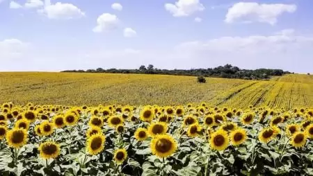 A BASF belép a napraforgó-vetőmagok piacára