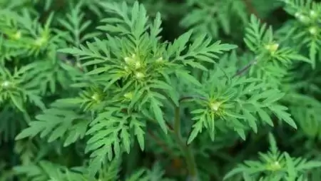 Az Agrárminisztérium parlagfűmentesítési akciót indít