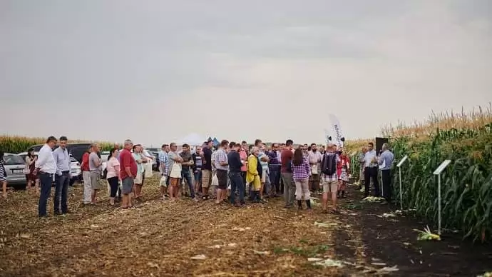 Emelkedtek a felvásárlási árak a csemegekukorica ágazatban