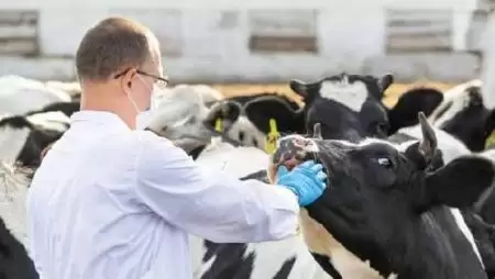 Állatorvoshiány vidéken