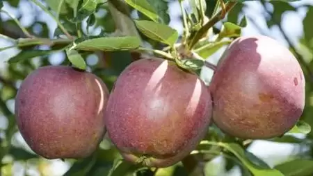 Minőségi és  tárolható alma