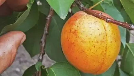 Flavo Plant a gyümölcsösökben